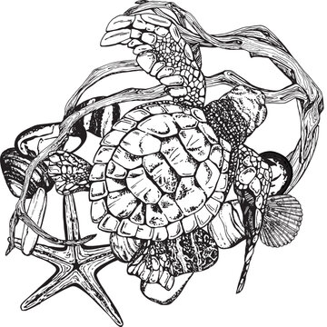 recommend clip art: Marine composition sea turtle on snags with shells, stones, starfish, driftwood. Black and white hand-drawn graphics translated into vector. Illustration designed, packaging, prints, stickers, posters