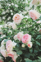 Obraz na płótnie Canvas Rose bush in the summer garden