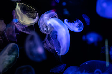 jellyfish in aquarium