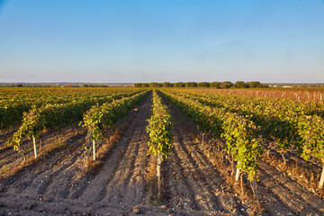 Fototapeta na wymiar Rows of Wine Vineyards in Autumn Colors