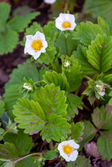 Cultivated Strawberry flower - Fragaria ananassa