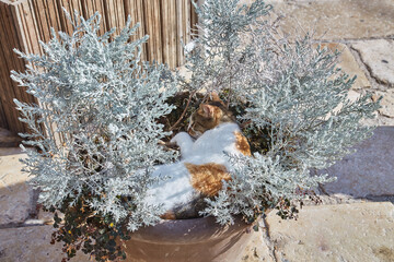 Fototapety na wymiar - Fototapeta24.pl