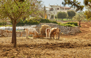 Podolic cows lying under olive trees in Italy
