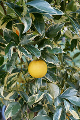 Citrus sinensis  foliis variegatis