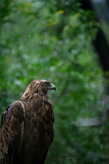 portrait of a eagle