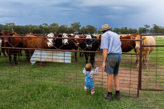Middle aged farmer with toddler child watching cattle in paddock by old farm gate