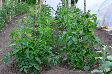 tomato plants in the garden in a row isolated, close up 