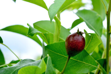 a pear on the branch with green leaves close up, copy space 