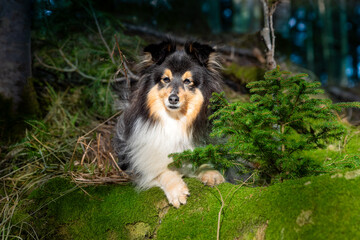 Summer portrait of cute shetland sheepdog standing on rock with green moos. Nice and beautiful...