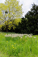 English spring landscape - British landscape