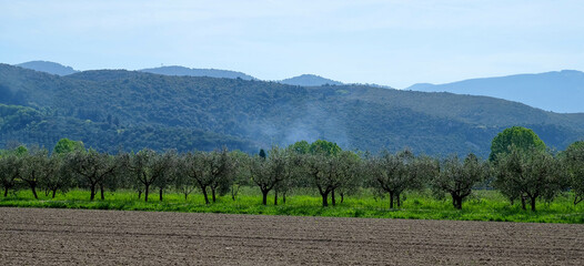 Fototapeta na wymiar Toskana in Italien mit Rauchwolke hinter Olivenbäumen