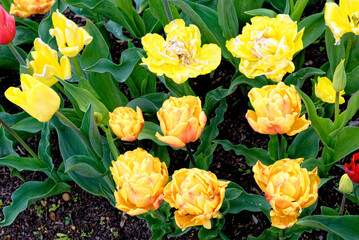Tulips in an english cottage garden