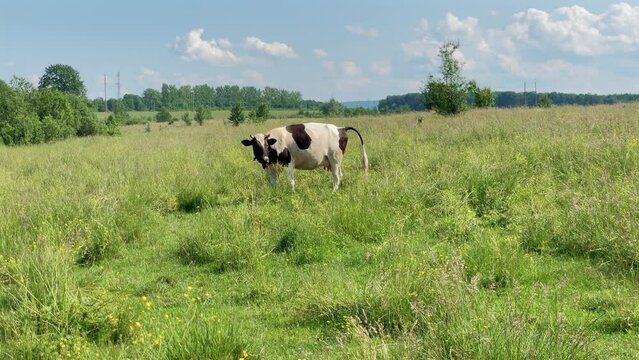 The black and white cow poops on a hillside on the green grass and a bull stands nearby and looks at the camera