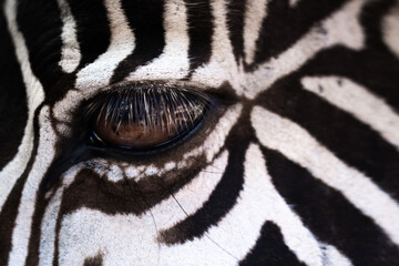 Close-up of a zebra's mesmerizing eye, revealing intricate patterns and captivating beauty in the...
