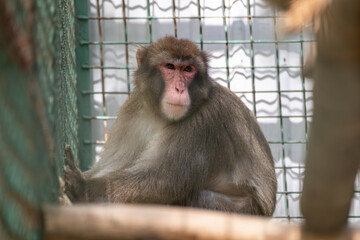 Macaque monkey behind metal fence and looking forward in zoo close-up sad portrait with blurred background