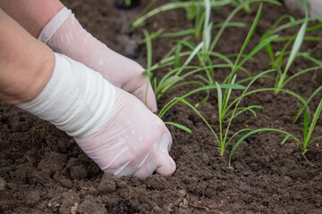 a farmer plants seedlings. Selective focus.