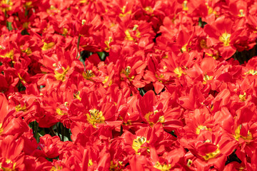 Red decorative tulips flowers pattern, sunny spring flowerbed close-up with blurred background