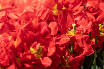Red decorative tulip flowers blooming close-up, sunny spring flowerbed with selective focus