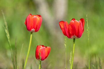 Red tulips sunny blossom close-up, spring flowers bloom with blurred green meadow bokeh background. Romantic botany foliage with selective focus