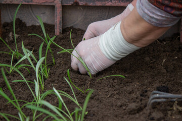 a farmer plants seedlings. Selective focus.