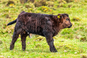 Young scottish shaggy cow in a pasture, Highlands, Scotland, Isle of Skye