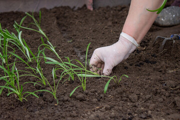 a farmer plants seedlings. Selective focus.