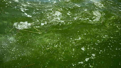 In Black Sea Blue-green algae blooms, water in Odessa has become freshwater and green color....
