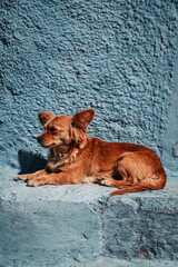 Dog on vibrant blue wall: A playful canine stands out against the vibrant blue backdrop, creating a charming visual contrast.