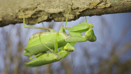 Mating process of praying mantises. Couple of praying mantis mating hanging under tree branch. Transcaucasian tree mantis (Hierodul transcaucasica)