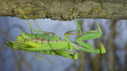 Mating process of praying mantises. Couple of praying mantis mating hanging under tree branch. Transcaucasian tree mantis (Hierodul transcaucasica)