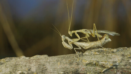 Couple of praying mantis mating on tree branch. The mating process of praying mantises. Crimean praying mantis (Ameles heldreichi)