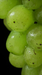 Close up of  bunch of green grapes with water drops on black background