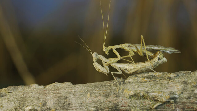 Couple of praying mantis mating on tree branch. The mating process of praying mantises. Crimean praying mantis (Ameles heldreichi)
