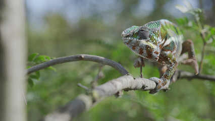 Green chameleon walks along branch and looksat around on bright sunny day on the green trees background. Panther chameleon (Furcifer pardalis). Front side