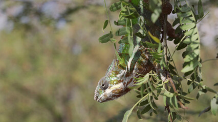 Close-up of bright green chameleon hanging down swaying on thin tree branch among green leaves on sunny day. Panther chameleon (Furcifer pardalis). bottom view