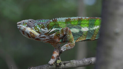 Bright Panther chameleon (Furcifer pardalis) climbing tree branches