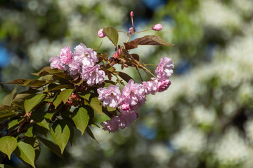 Pink sakura flowers branches blooming, close-up with leaves and blurred green background. Sunny spring garden
