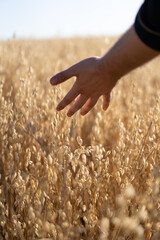 Hand over wheat field: A gentle touch bridges the gap between a hand and a golden wheat field, evoking a sense of connection and harmony.