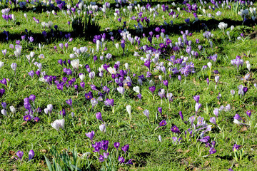 Naklejka premium Field with crocuses flowers. The Crocus flavus - part of the family Iridacea.