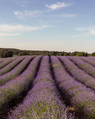 Vibrant lavender fields in full bloom, painting the landscape with shades of purple and filling the air with a soothing fragrance.