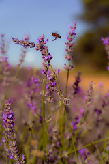 Obraz na płótnie Canvas A tiny bee buzzing amidst vibrant lavender fields, savoring the sweet nectar of nature's delicate blooms.