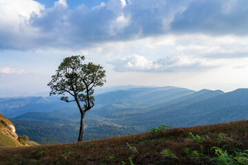 A lonely tree in the mountain with dramatic cloud in the sky (Chiang mai province, Thailand). amazing natural landscape. popular attractions best famous tourist attractions