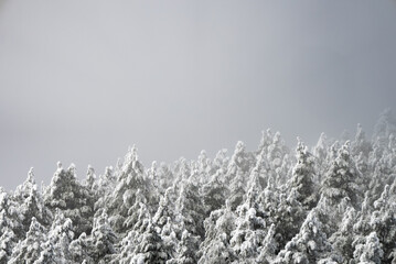 A snow-covered forest veiled in a mystical mist, creating an enchanting and serene ambiance.