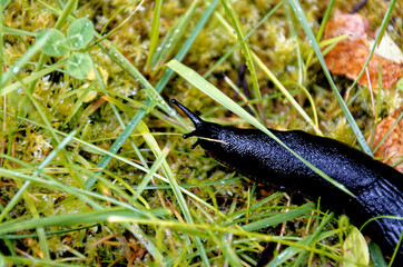 Large black slug on grass in a garden