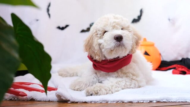funny lagotto romagnolo puppy in halloween decor with pumpkin jack lantern, copy space. Preparing to celebrate halloween. Scary decorations, halloween holiday concept.
