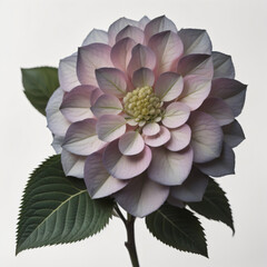 Sunflower, Dahlia, Hydrangea and Dandelions flowers in white light background