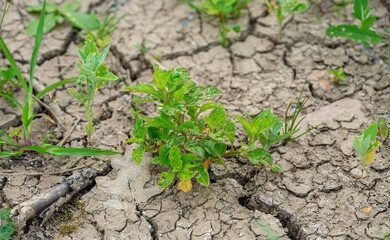 plant in dry, cracked earth