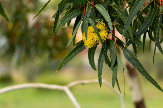 Fototapeta Golden yellow gum flowers on eucalypt tree with green leaves and copy space