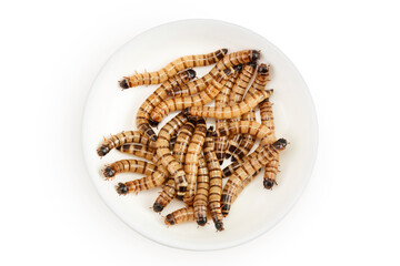 Worms larvae zophobas in ceramic bowl isolated on white background. Food for exotic animals. Top view. Flat lay