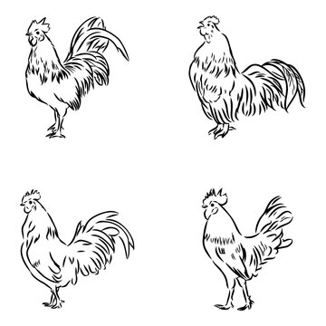 rooster and hen